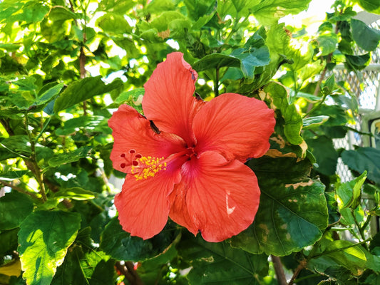 Hibiscus Tea Around the World and its History