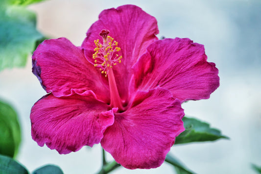 How to: Hibiscus Flower care